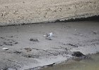 Witte kwikstaart (White wagtail) Motacilla alba - Kharkhorin 16-08-2016 (6)